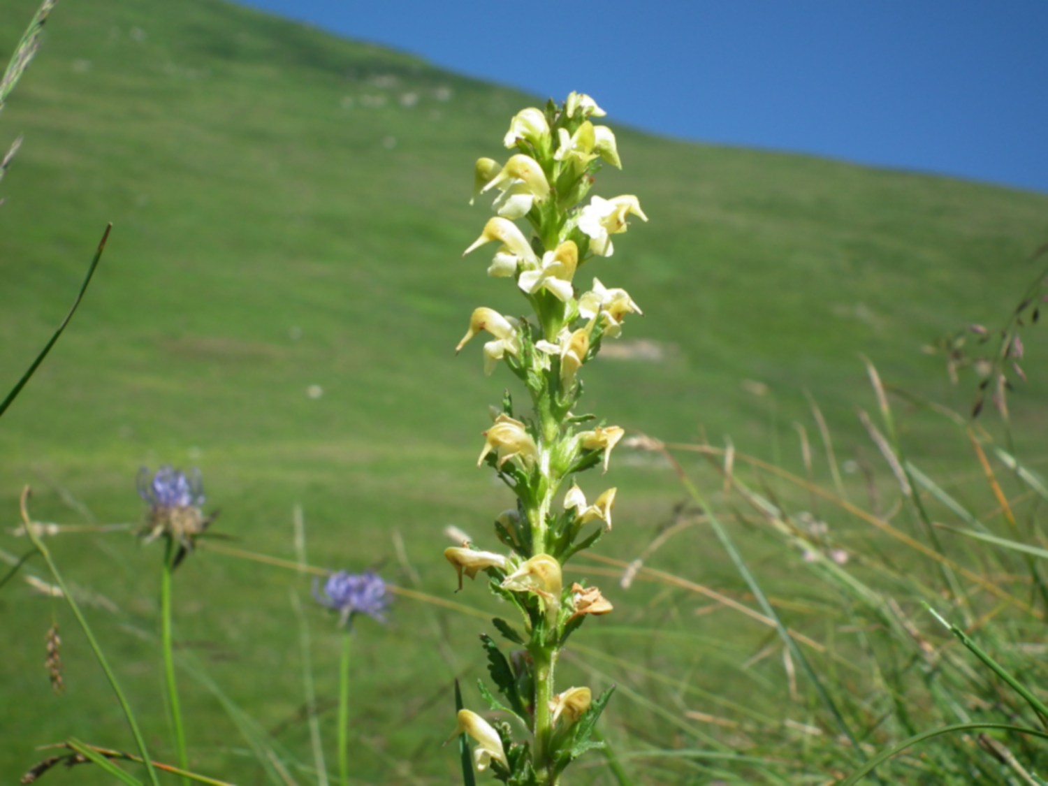 Pedicularis da id. 4 .- Pedicularis elongata